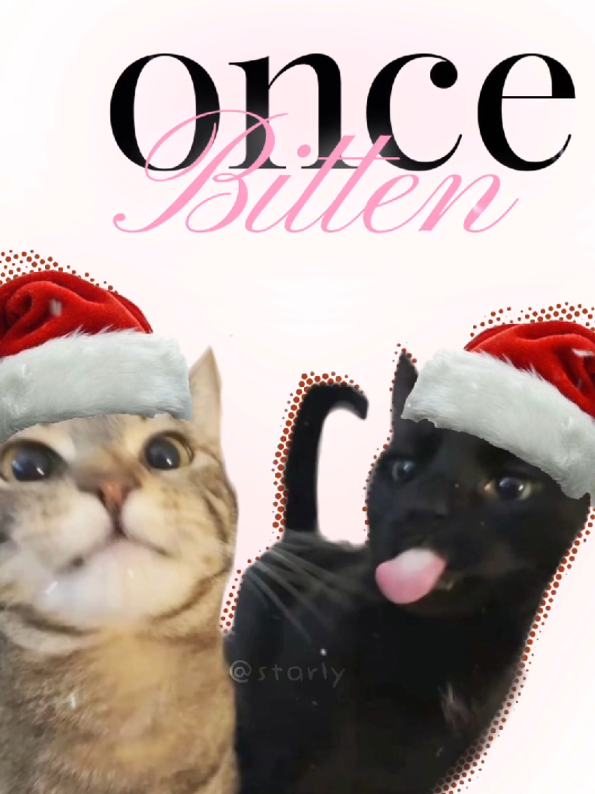 MEOWSS CHRISTMAS! #merrychrismas #newyear #cats #Christmas #happychristmas 