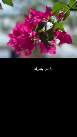 ياربي بامرك تحماه#اكسبلورexplore 