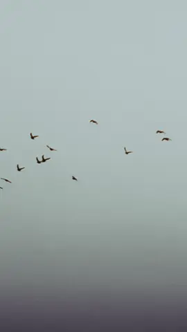 خسرت نفسي ١٠/١٢/٢٠٢٥ توزيع : @Hussein Gamal  كلمات و الحان : @alvinmusicc 