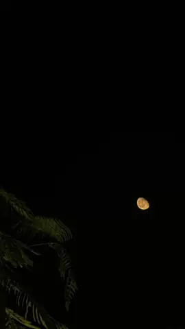 @🌚🤍 #گوهداربـــــــــــە🤍 🤲🏻🤍…