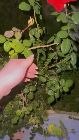 #متابعه_ولايك_واكسبلور_فضلا_ليس_امرأ #لايك__explore___ 