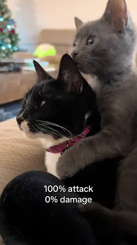 Little brother big sister moment #cats #kitten #cat 