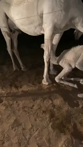 #ماشاءالله_تبارك_الله #الابل_عطايا_الله #عبدالعزيز_الوذيناني #اكسبلور 