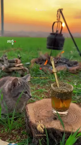 #viral #fyp #fouryou #xplore 