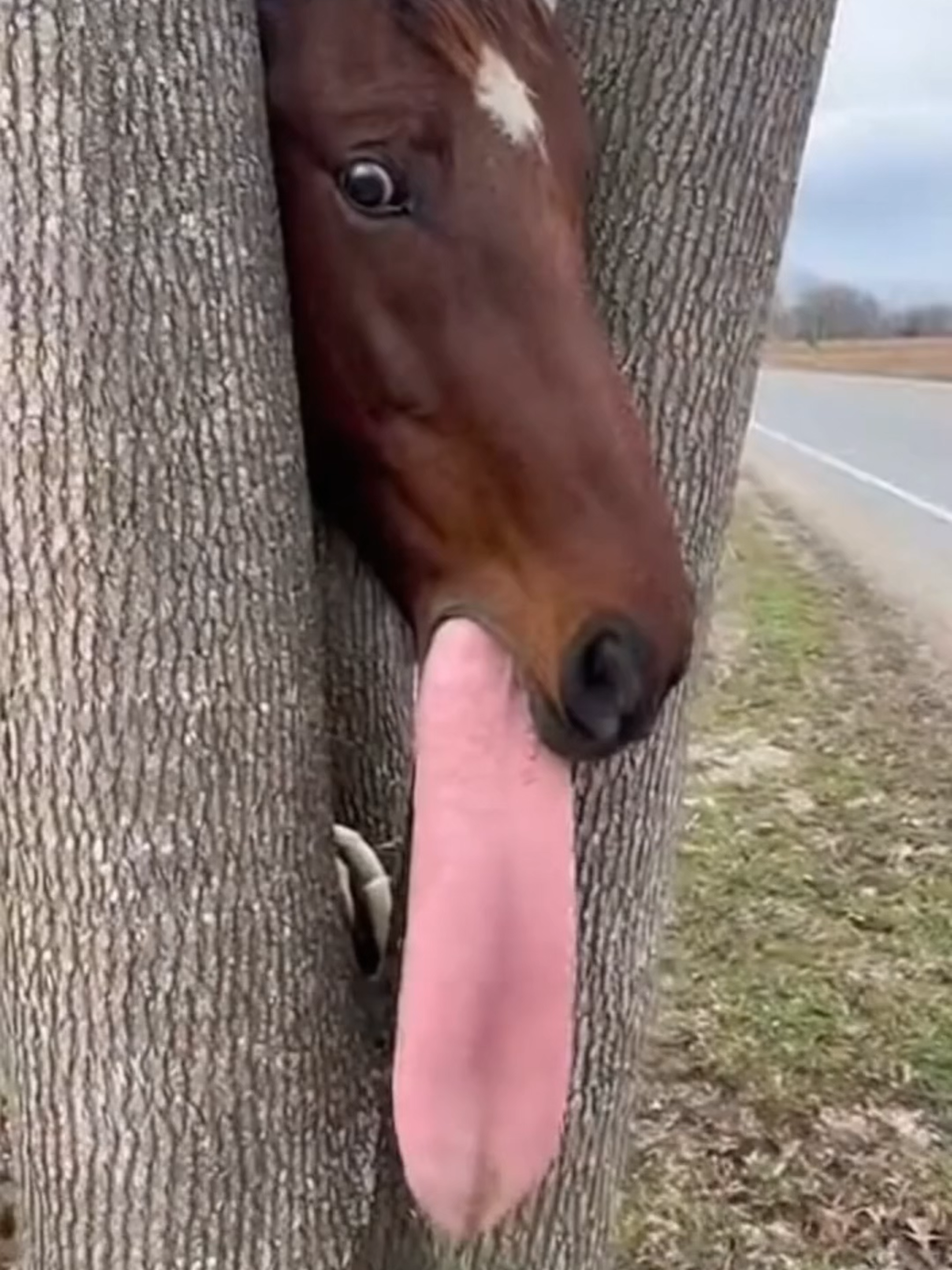 The horse's head got stuck in a tree, the hero sav