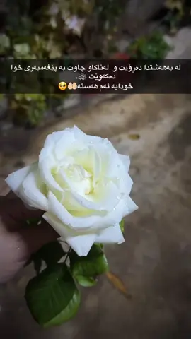 یارەب بە قسمەتمان بکەیت ئەگەر  شایەنیش نەبوین🤲🏻🥲#fypシ゚viral #fypシ #oryoupage #foryou 