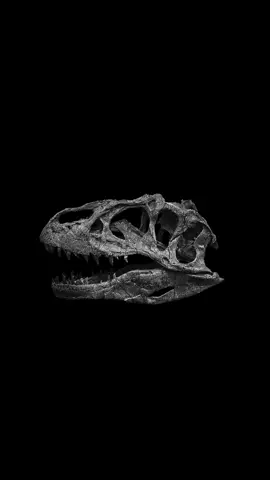 #paleontology #dinosaur #jurassic #dino #skull 