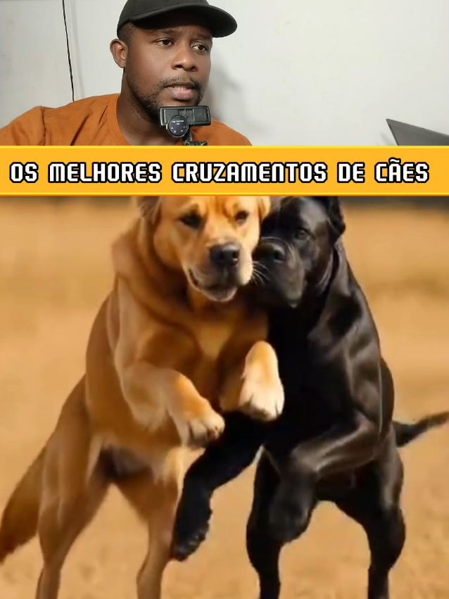 [Mistura de Raças] p9 Cães de trabalho / Guarda