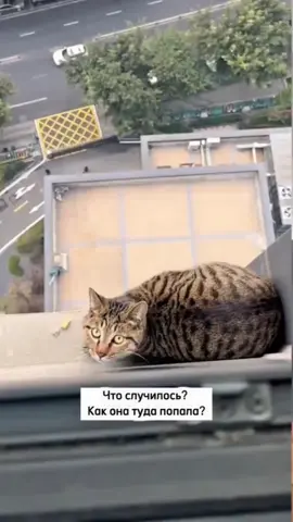 #кошка #fyp #рекомендации 