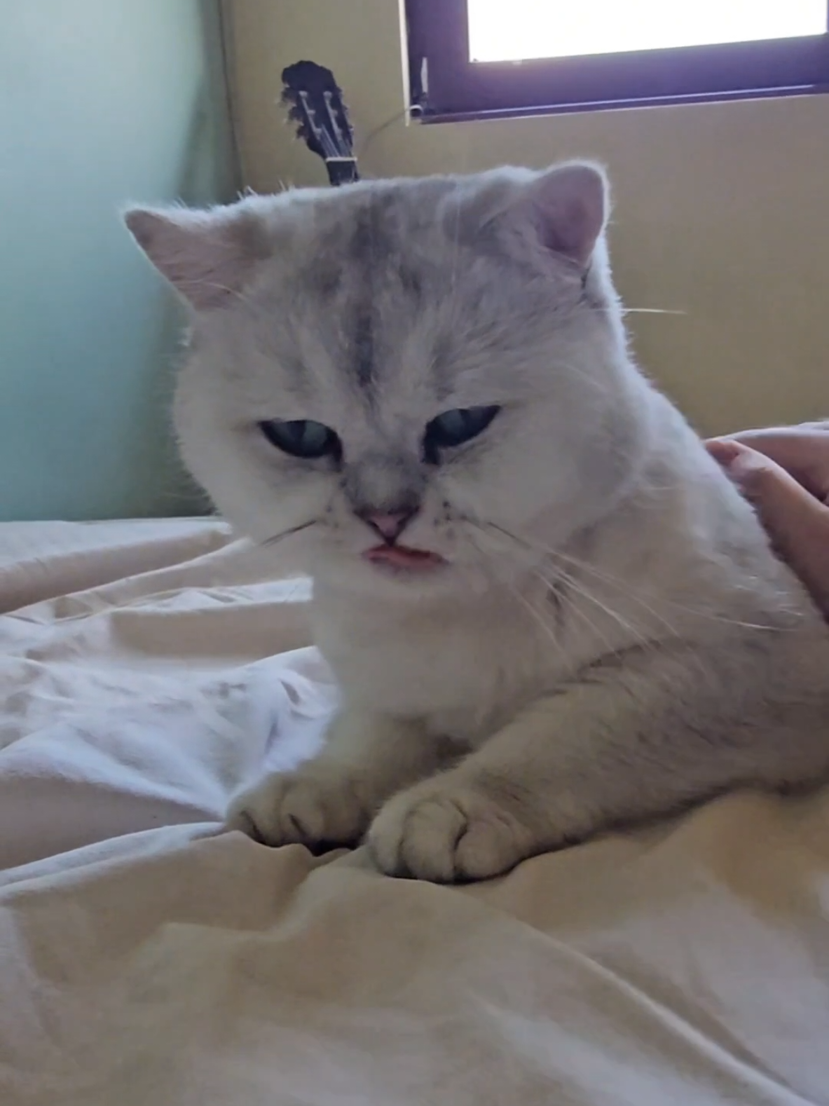 #CapCut #cat #animals 