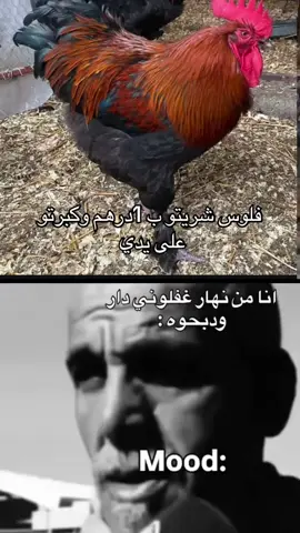 #الدجاج #تربي_الدجاج #ضحك #نصائح_الدجاج 