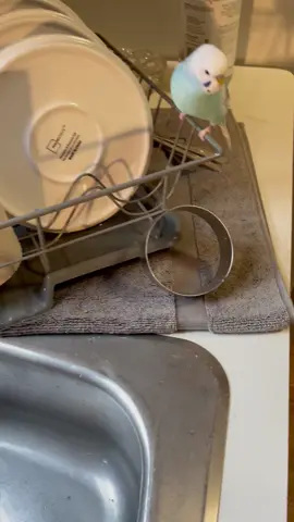 #budgies #buddy #he loves it when I’m washing the dishes