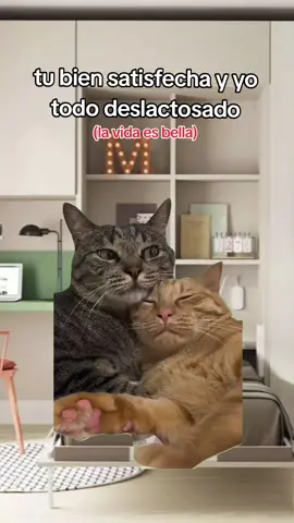 #Meme #miamorcito #diloconmichis #gato #gatitos 