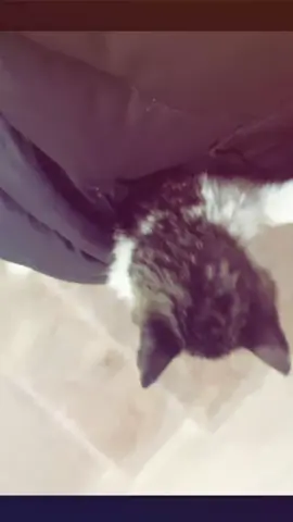 my shailaaaa🥹💞#تصويري #مالي_خلق_احط_هاشتاقات #foryou #fypシ゚viral #cats 