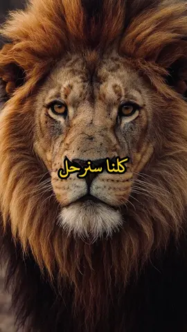 كلنا سنرحل يوما ما دون وداع #اقتباسات #حكمة #خواطر #اكسبلور #نجاح #علم_النفس #تطوير_الذات #كلام_من_ذهب #اطمئن #اقتباسات_عبارات_خواطر #تحفيزات_إيجابية #اللهم_صلي_على_نبينا_محمد #fyp #explore #viral_video #psychology #motivation