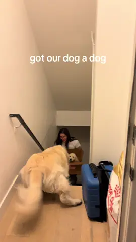 Christmas came early for Cody… jury is still out if he likes his present 😂🎁 #fyp #puppy #christmas #goldenretriever 