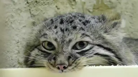 манул грызёт #манул #manul #pallascat 