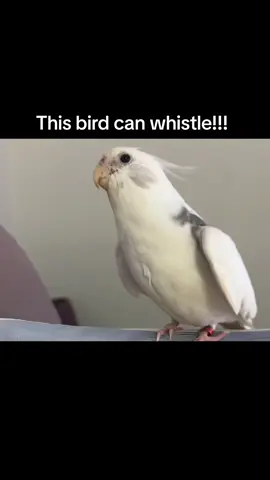 Why does this bird sound like 2023? 🐦  #whistle #fyp #viral #meme  #joshhutcherson