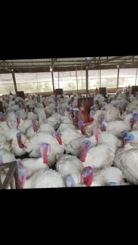 “Before battle passes… before microtransactions… Real gamers remember these 💀🔥” #retrogames #oldschoolgaming #classicgaming #retroaesthetic  #gamersoftiktok 