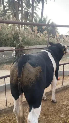 خليفه 👑⚡️