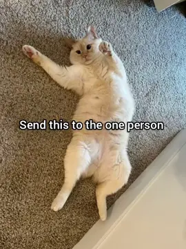 Who would laugh at you #fyp #cat #georgieebom #funny #meme 