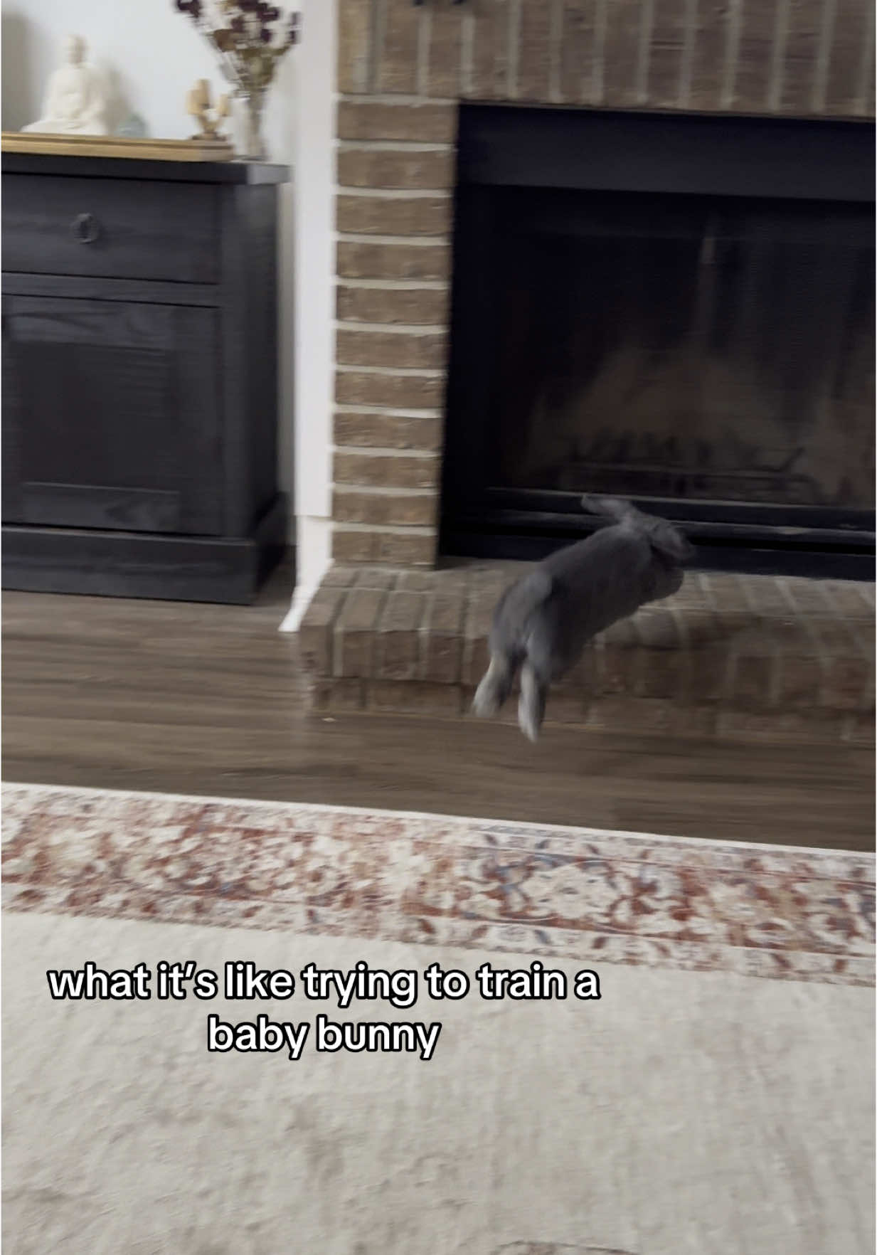 Mimzy does what Mimzy wants #fyp #bunny #hollandlop