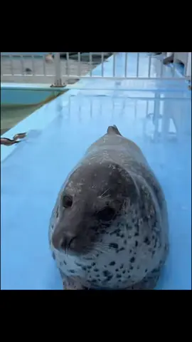 #fypシ #seal #spottedseal #thankyou #cute 