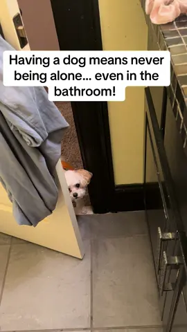 #teacuppoodle #tinydog #funny #cutedog #noprivacy #bathroomtime