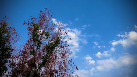 سيد سلام الحسيني💔❤️‍🩹. . .  . . #شعب_الصيني_ماله_حل😂😂 #تصويري_احترافي_الاجواء👌🏻🕊😴 #npr1🌚 