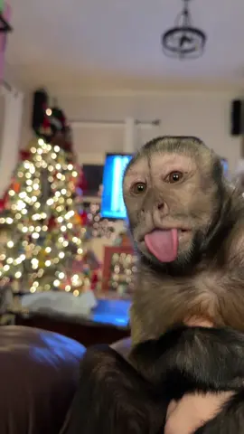 ❤️😜Linky Link😜❤️ #oliverlincoln #sillyboy #cutemonkey 