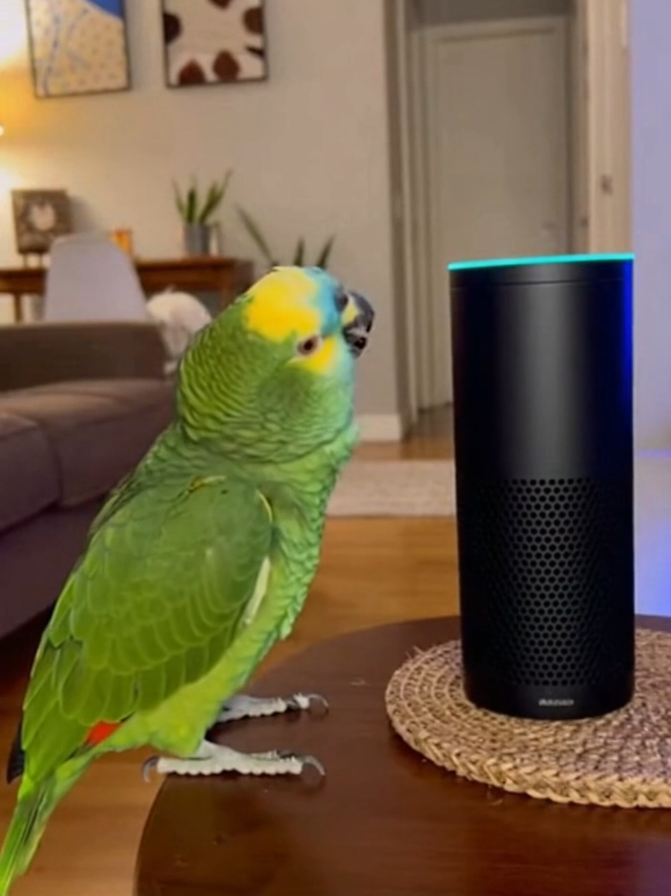 Meu papagaio descobriu a Alexa...🦜😧 #memesbr #animais #comedia #brasil #sora2 