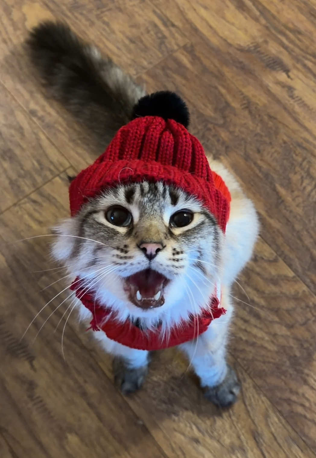 Day77 feeding my cat churus everyday until he becomes the center of the universe. Advent churu edition 7. #fyp #catsoftiktok #churu #asmr #trending 