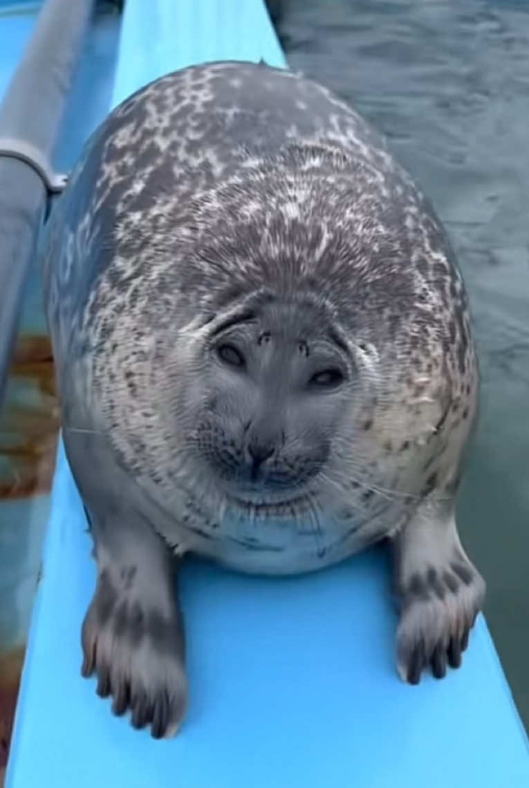 charlie charlie kirky 🦭 . . . . . #fypシ #seal #spottedseal #cute 