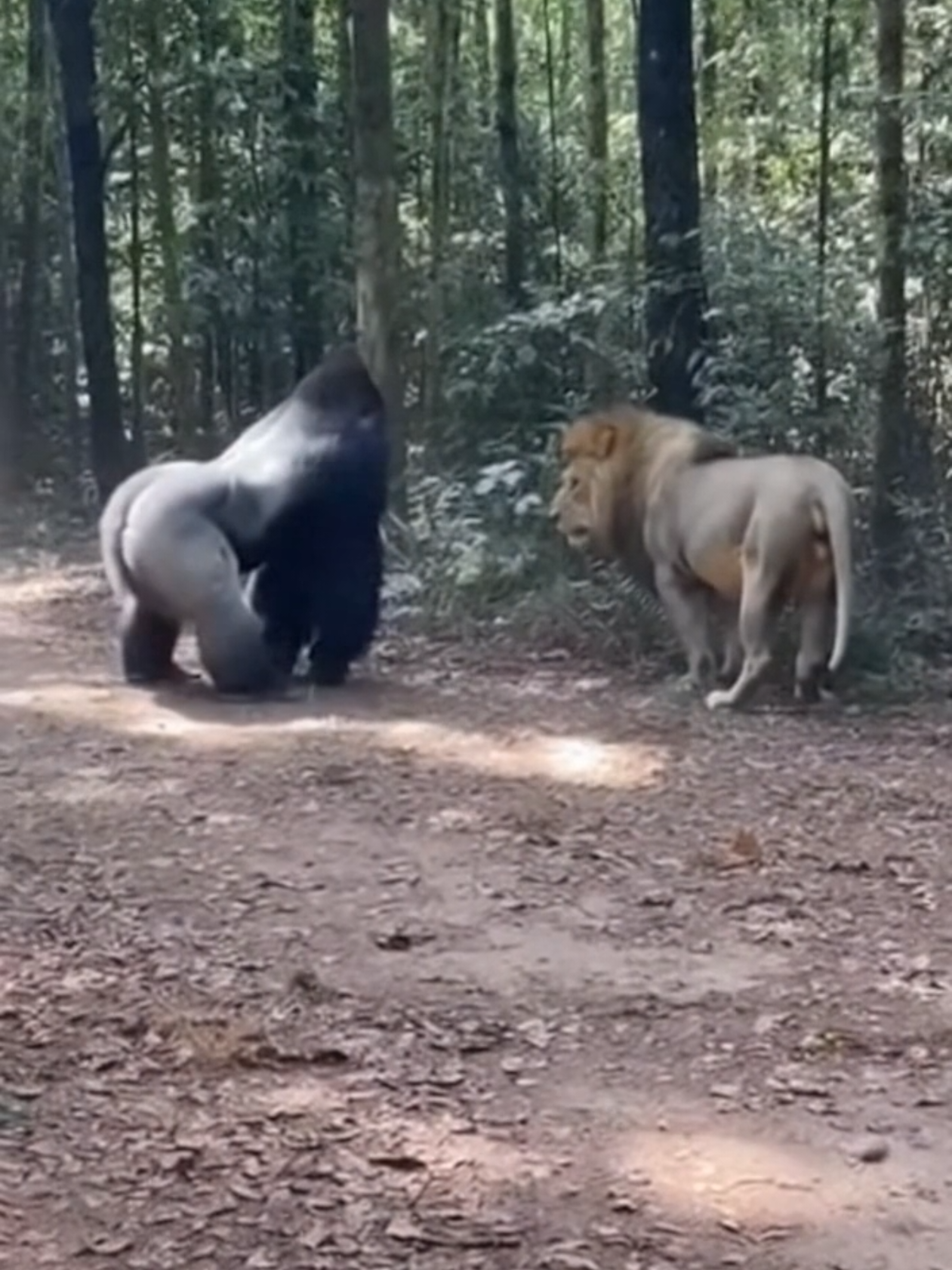 أسد إفريقي في مواجهة غوريلا عملاق #حيوانات_مفترسه #ماوراء_الطبيعة #حيوانات_اليفه 