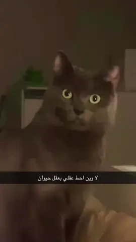 #قطط_تيكتوك #الشعب_الصيني_ماله_حل😂😂 #fyp #cats 