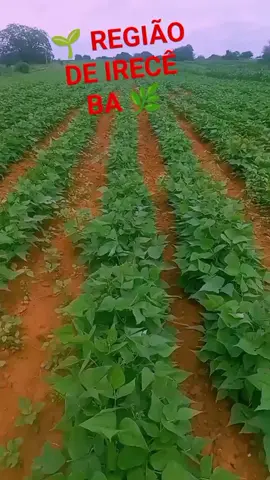 FEIJÃO 🌱 CARIOCA 🫛 07/12/25