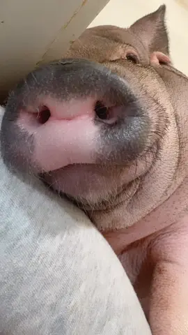 Oink if you think I'm cutee😤 #fyp #potbellypig #happypig 