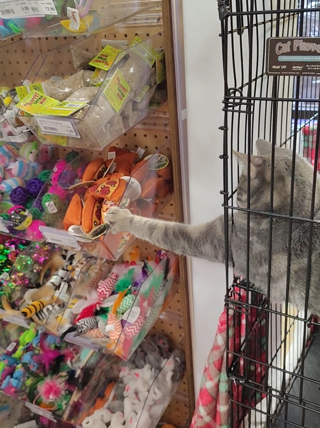 #purrfectadditions #feederspetsupply #stealing #adoptme #catsoftiktok  7 pizza toys today so far 🤣