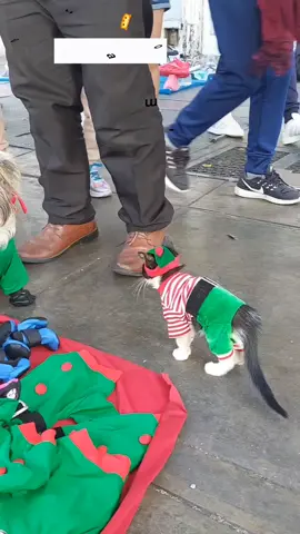 Maximiliano ayuda a vender a su dueño ropita navideña para cualquier mascota de 4 patas en el centro de Lima #gato #mascotas #perrito #Navidad #limaperu🇵🇪