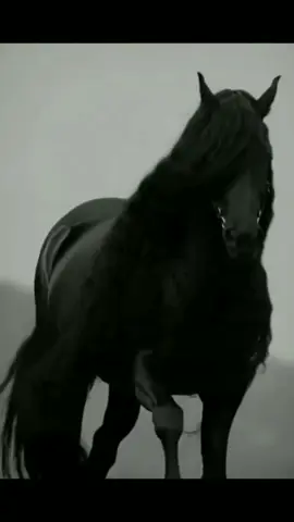 صّبًـ(⛅)ـُ(آٍلَـٍـً(🌺)ـٍوٌرٍدًٍ)ـ(⛅)ـٍآٍآٍحًً #خيل_وخياله🐎 #foryou #explorepage #followers➕ #Love 