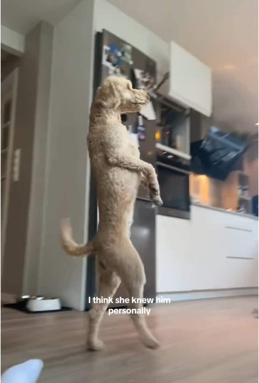 She entered flow state #charliekirk #fyp #cobberdog #charliekirksong 