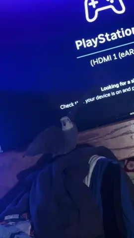 He has so much to talk about😂 #Cockatiel #Bird #ForYouPage #PetsOfTikTok #funny 