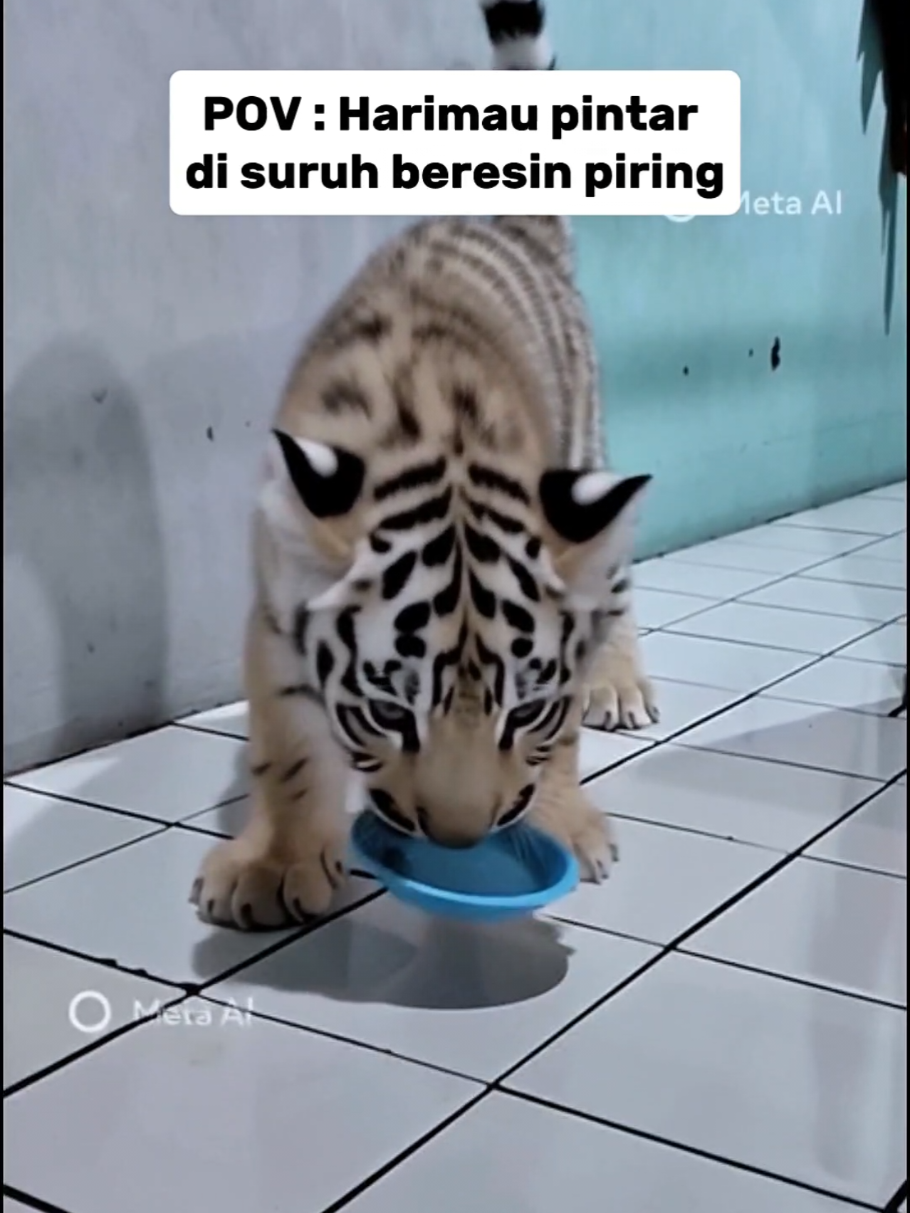 bayi kucing pintar  #tiger #cat #animals #fyp #viral 