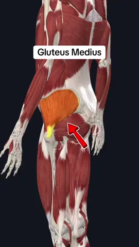 Follow for more!! #anatomy #anatomyandphysiology #popuppt #medstudent #physicaltherapy 