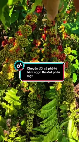 Yêu cầu đầu tiên này tuy đơn giản nhưng lại là một rào cản rất lớn#càphe #xuhuong #nongsan #lamvuon #nôngdân 