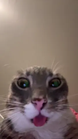 rigby #fyp #rigbycat #catsoftiktok #catcontent #blep 