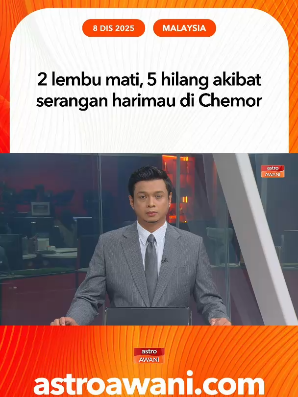 Penduduk Bukit Bangkong, Chemor gempar selepas dua ekor lembu ditemui mati dengan kesan serangan dipercayai harimau, manakala lima ekor lagi hilang. Perhilitan sahkan kesan tapak kaki harimau di lokasi. #AWANInews