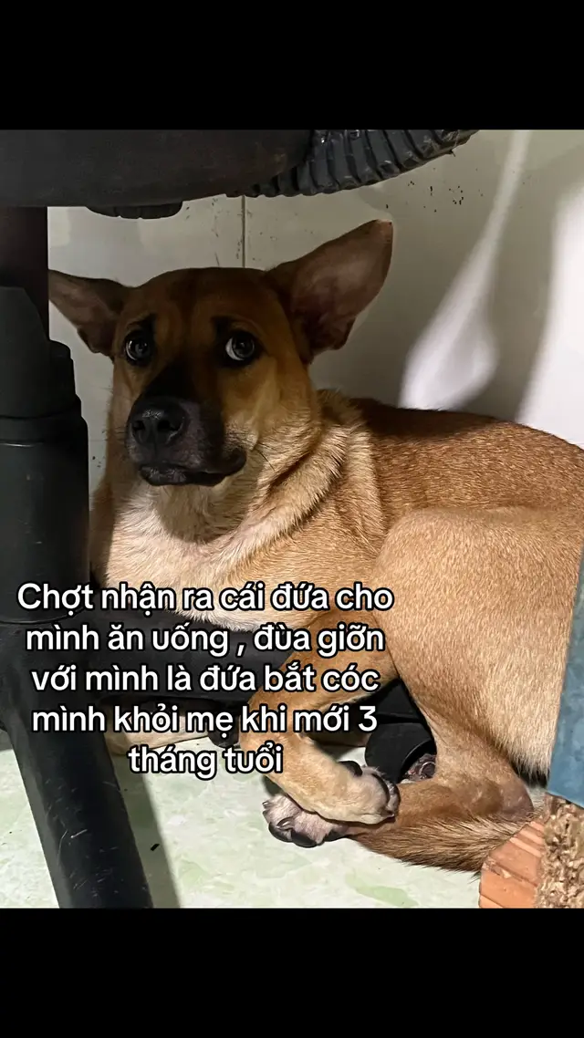 Dị đó 🥲#thucung🔔 #thucungvuinhon #pets #viral #xuhuongtiktok 