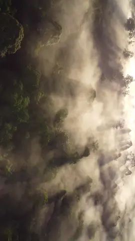 Indahnya hutan kalimantan yang hutannya masih alami di pagi hari. Penting menjaga hutan asli karena hutan adalah paru-paru dunia penyerap CO2, regulator iklim, penahan bencana alam (banjir, longsor), rumah keanekaragaman hayati (hewan & tumbuhan), sumber air bersih, penyedia sumber daya (makanan non-kayu, obat), pengatur siklus air dan hujan, serta penjaga budaya masyarakat adat. Tanpa hutan asli, ekosistem rusak, iklim ekstrem meningkat, bencana alam sering terjadi, dan kehidupan manusia terancam.  Fungsi vital hutan asli: Penyerap Karbon & Pengatur Iklim: Menyerap gas rumah kaca (CO2), membantu mendinginkan suhu udara, dan mencegah pemanasan global, menurut Program Lingkungan Perserikatan Bangsa-Bangsa (UNEP), Greenpeace, dan The Wilderness Society. Penahan Bencana: Akar pohon menahan tanah agar tidak longsor dan menyerap air hujan lebat, mencegah banjir, seperti yang dijelaskan di Pusdiklat Krisis Kesehatan, dikutip oleh Kementerian Kesehatan, dan jurnal dari Universitas Mataram. Rumah Keanekaragaman Hayati: Melindungi habitat 80% keanekaragaman hayati daratan dunia, termasuk hewan langka seperti orangutan. Penyedia Sumber Daya Alam: Sumber air bersih, hasil hutan non-kayu (rotan, madu, anggrek, jamur, pakis), obat-obatan, dan ketahanan pangan. Regulator Siklus Air: Menyumbang uap air ke atmosfer melalui evapotranspirasi, yang memicu pembentukan awan dan hujan, dijelaskan di situs SUGi Project. Nilai Budaya & Ekonomi: Penting bagi kehidupan dan budaya masyarakat adat yang bergantung padanya, serta menjadi daya tarik ekowisata.  Hutan asli (primer) yang tidak terganggu aktivitas manusia memiliki keanekaragaman dan fungsi ekologis yang jauh lebih baik dibandingkan hutan tanaman (perkebunan), menurut The Wilderness Society.  #hutan #hutankalimantan #savehutanindonesia #saveorangutan #saveborneo #deforestation #forest 