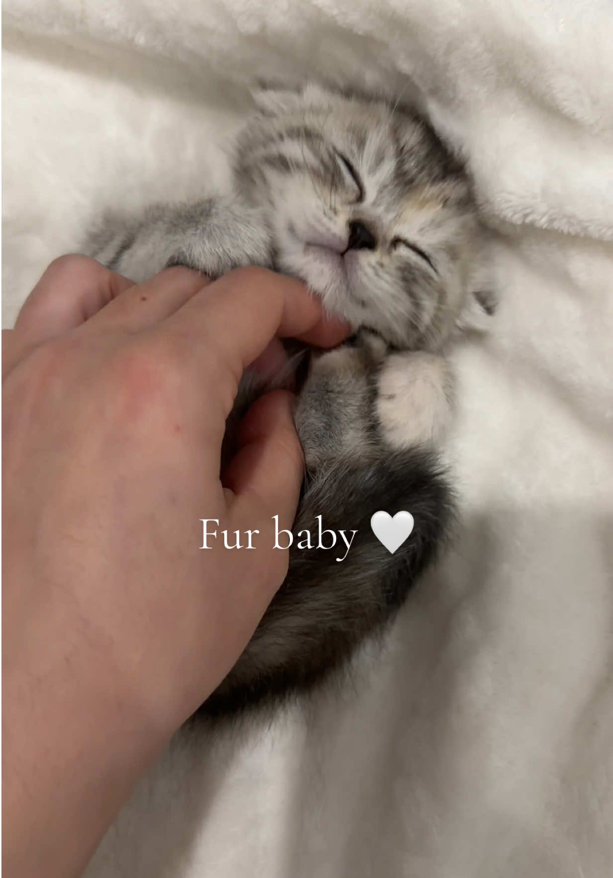 fur baby 🤍 #fyp #trending #pet #catsoftiktok #tinybaby 